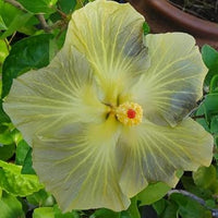 Light grey hibiscus blume samen for anpflanzung long bloom season heirloom & gmo free samen for home garten 
 
 sale samen for home garten anpflanzung