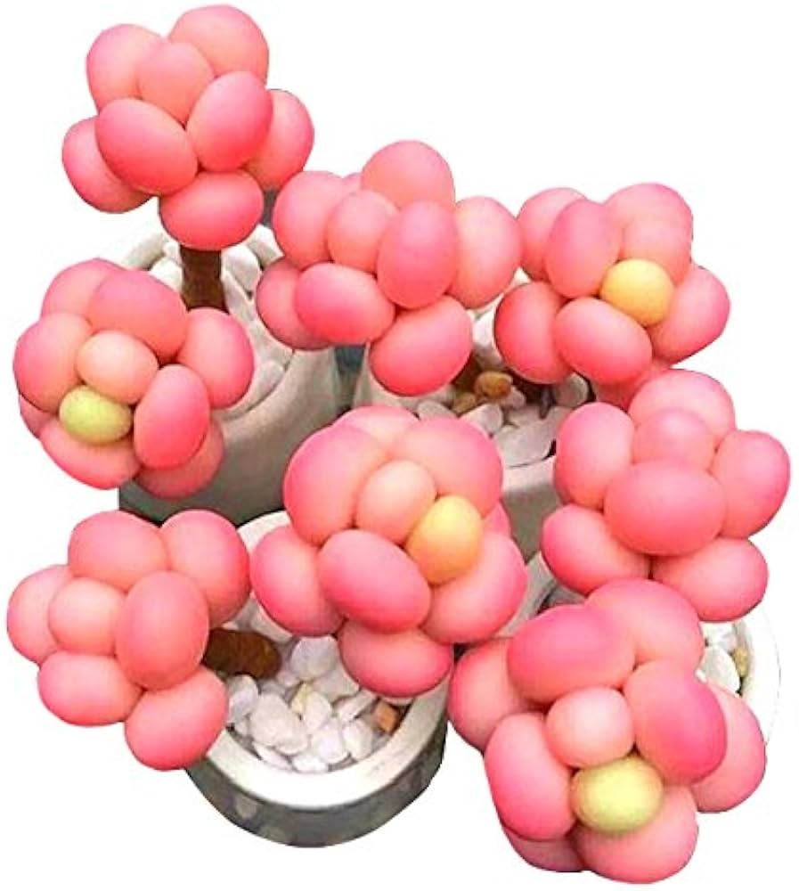 Rosa Egg Blumensamen Blumensamen zur Aussaat Garten beliebt Traditionssorte & ohne Gentechnik Samen Hausgarten