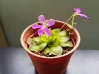 Butterwort Blumensamen zur Aussaat – Bestäuber freundlich – Traditionssorte & ohne Gentechnik Samen Hausgarten