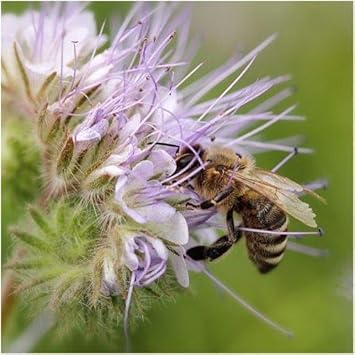 Lila phacelia tanacetifolia blume samen for anpflanzung - wildflower mix, heirloom & gmo free samen for home garten
 
 sale for anpflanzung in home garten