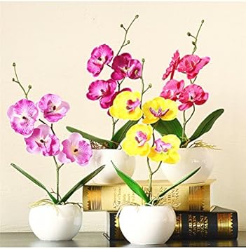 Mixed doritaenopsis orchid blume samen for anpflanzung - drought tolerant, heirloom & gmo free samen for home garten
 
 sale for anpflanzung in home garten.