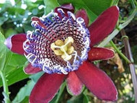 Rot passiflora alata blume samen for anpflanzung - premium quality, heirloom & gmo free samen for home garten
 
 sale for anpflanzung in home garten
