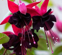 Rot Fuchsie Lantern Blumensamen Fuchsie zur Aussaat Garten & Blume Beet