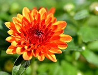 Chrysanthemum orange gelb blume samen for anpflanzung - compact growth, heirloom & gmo free samen for home garten
 
 sale for anpflanzung in home garten