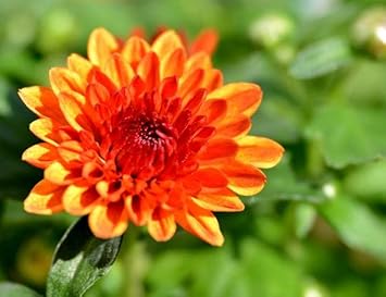 Chrysanthemum orange gelb blume samen for anpflanzung - compact growth, heirloom & gmo free samen for home garten
 
 sale for anpflanzung in home garten