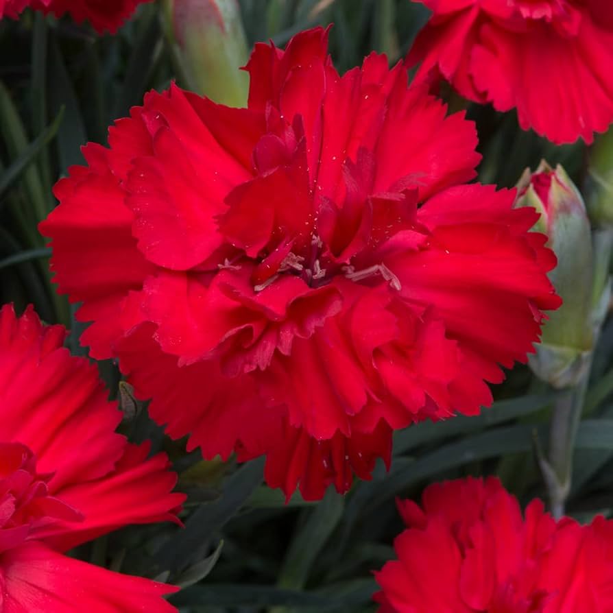 Scarlet Nelke Samen leuchtend – duftend Blüten