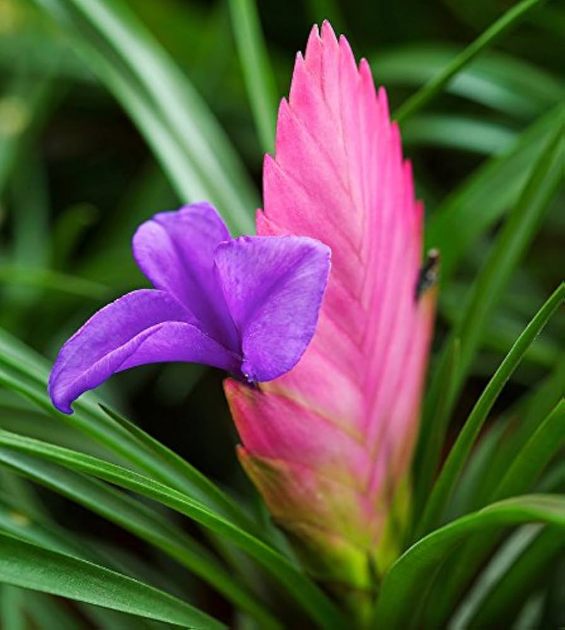 Tillandsia Cyanea Blumensamen zur Aussaat lang Blüte Saison Traditionssorte & ohne Gentechnik Samen Hausgarten