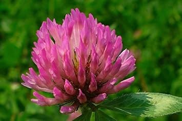 Rosa trifolium or clover blume samen for anpflanzung - shade tolerant, heirloom & gmo free samen for home garten
 
 sale samen for home garten