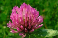 Rosa trifolium or clover blume samen for anpflanzung - shade tolerant, heirloom & gmo free samen for home garten
 
 sale samen for home garten