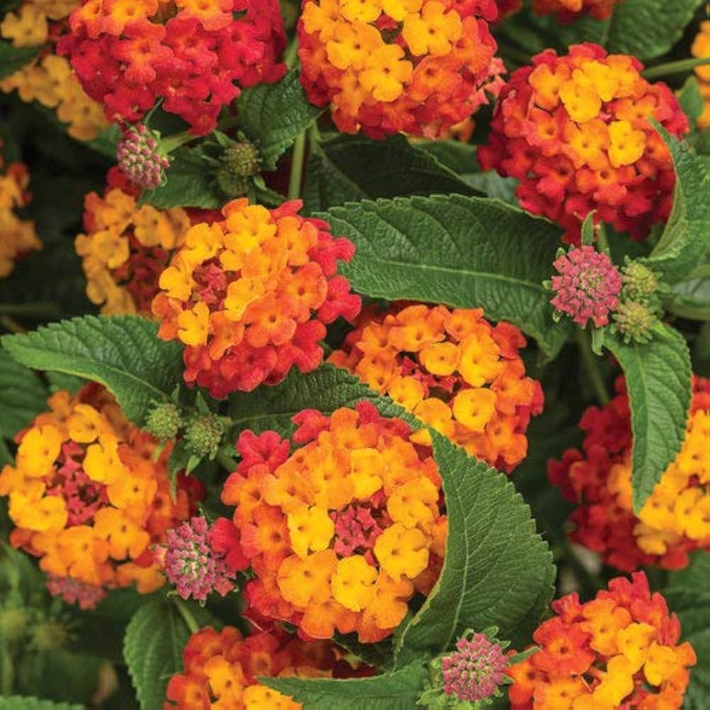Orange Rot Wandelröschen Blume Samen zur Aussaat – leuchtend und Resilient Garten Blüten