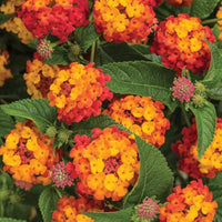 Orange Rot Wandelröschen Blume Samen zur Aussaat – leuchtend und Resilient Garten Blüten