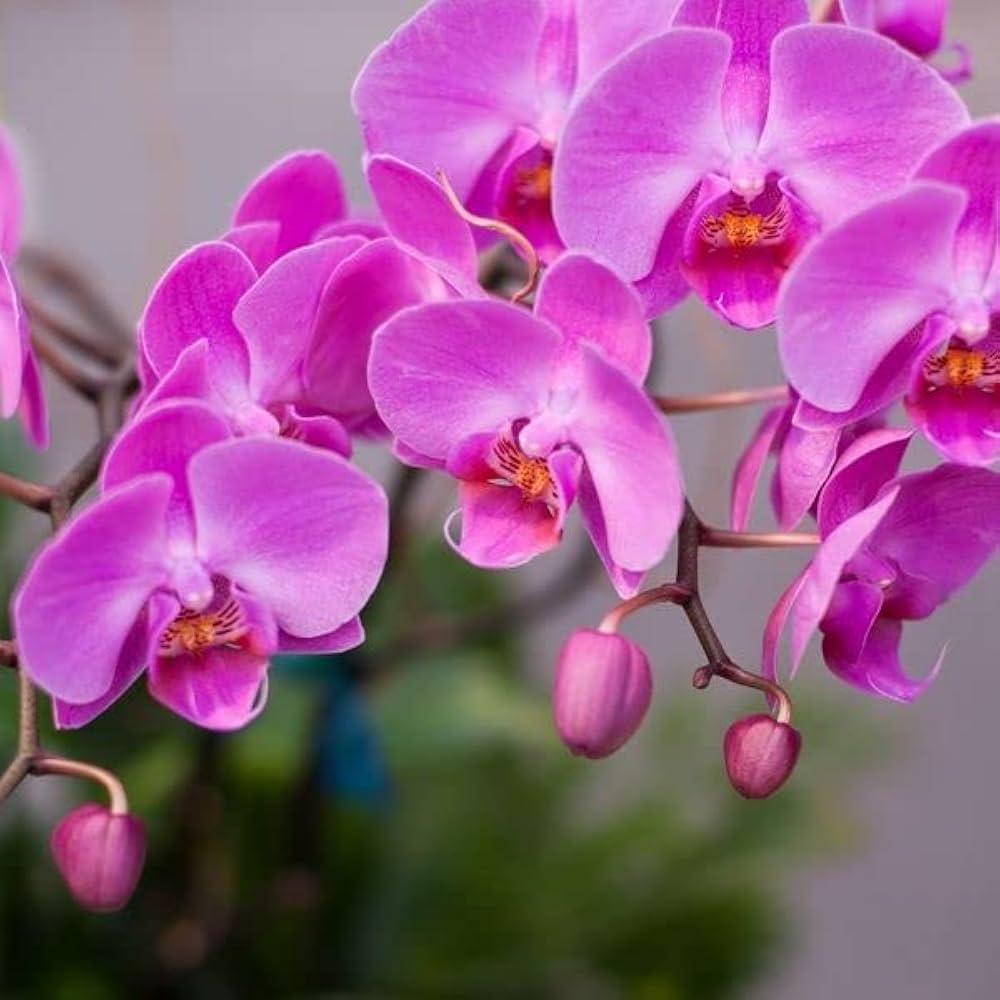 klein Rosa Orchidee Blumensamen zur Aussaat – leuchtend Blüten – Traditionssorte & ohne Gentechnik Samen Hausgarten