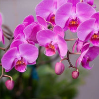 klein Rosa Orchidee Blumensamen zur Aussaat – leuchtend Blüten – Traditionssorte & ohne Gentechnik Samen Hausgarten