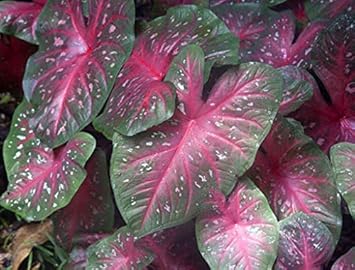 Violet rot brassica oleracea blume samen for anpflanzung cut blume favorite heirloom & gmo free samen for home garten
 
 sale for anpflanzung in home garten