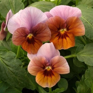 Viola engel lilac glow blume samen for beautiful lilac blooms