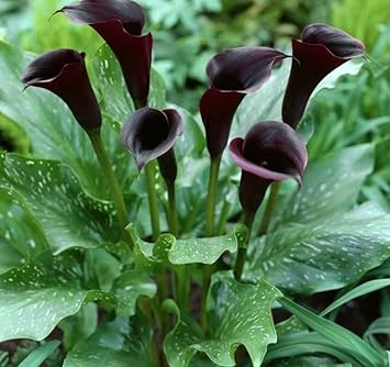Deep lila calla blume samen for anpflanzung - cottage garten essential, heirloom & gmo free samen for home garten
 
 sale for anpflanzung in home garten