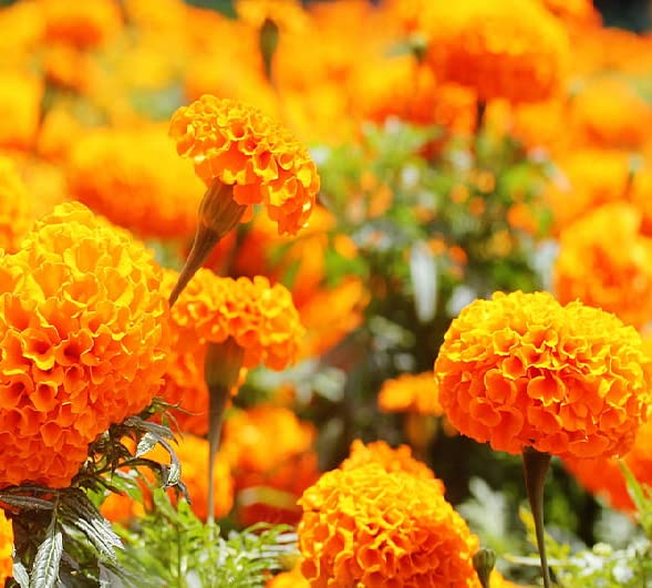hell Rosa Orange Mittagsgold Blumensamen zur Aussaat Drought verträglich Traditionssorte & ohne Gentechnik Samen Hausgarten