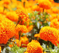 Orange Nelke Nelke caryophyllus Samen zur Aussaat Hausgarten bouquet Blumen