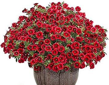 Rot calibrachoa blume samen, easy-to-grow heirloom non-gmo blooms for hanging baskets & gardens
 
 sale samen for home garten