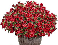 Rot calibrachoa blume samen, easy-to-grow heirloom non-gmo blooms for hanging baskets & gardens
 
 sale samen for home garten