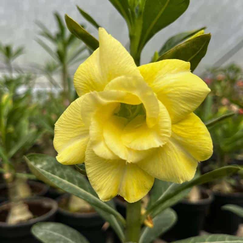 Gelb Wüstenrose Obesum Blumensamen zur Aussaat
