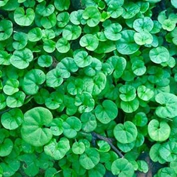 Grün dichondra repens lawn blume samen for anpflanzung - cut blume favorite, heirloom & gmo free samen for home garten
 
 sale for anpflanzung in home garten.