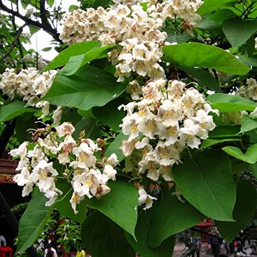 Heirloom (heirloom catalpa) samen for anpflanzung in home garten