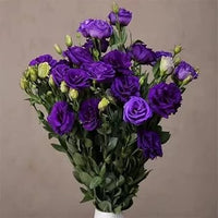 Deep blau eustoma (lisianthus) blume samen for anpflanzung - hardy variety, heirloom & gmo free samen for home garten
 
 sale samen for home garten
