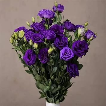 Deep blau eustoma (lisianthus) blume samen for anpflanzung - hardy variety, heirloom & gmo free samen for home garten
 
 sale samen for home garten