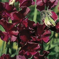 Burgundy winter elegance sweet pea samen