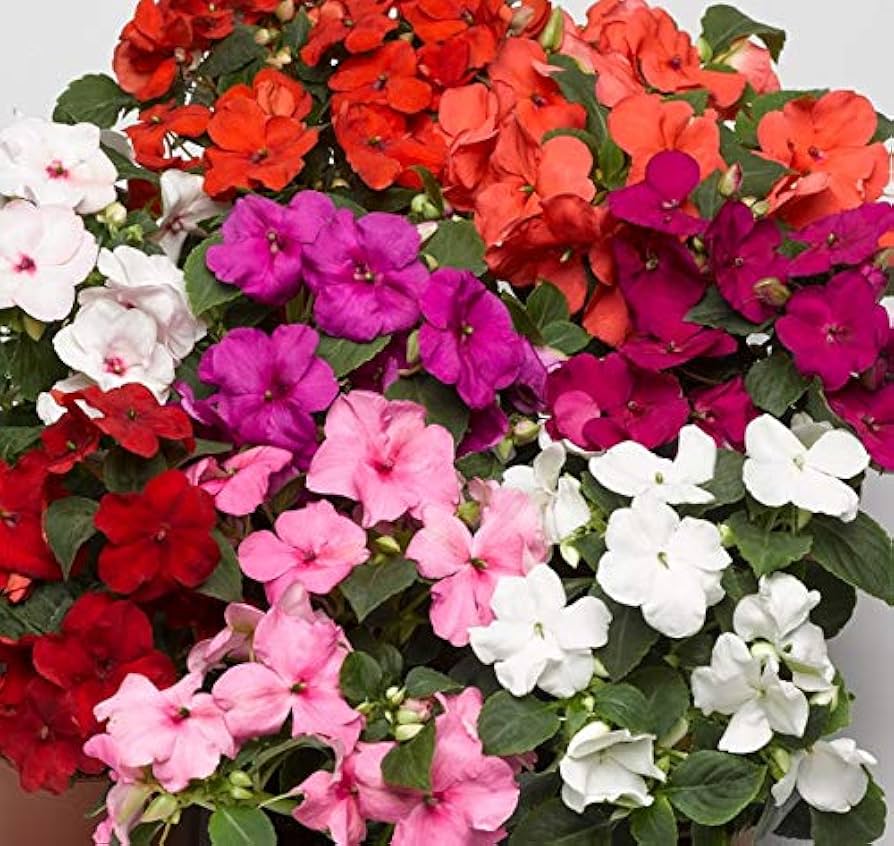 Impatiens Blumensamen zur Aussaat Wildblume Mischung Traditionssorte & ohne Gentechnik Samen Hausgarten