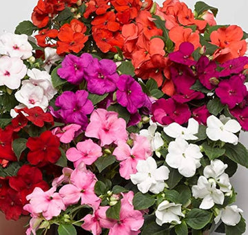 Impatiens Blumensamen zur Aussaat Wildblume Mischung Traditionssorte & ohne Gentechnik Samen Hausgarten