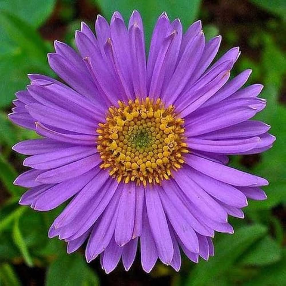 Lila Aster Novae Angliae Samen mehrjährig Aussaat