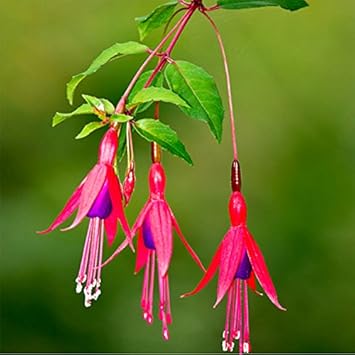Lila fuchsia magellanica blume samen for anpflanzung - sun loving, heirloom & gmo free samen for home garten
 
 sale for anpflanzung in home garten.