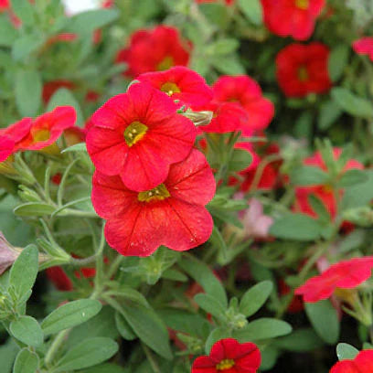 Scarlet rot petunia blume samen for anpflanzung - vibrant colors, heirloom & gmo free samen for home garten
 
 sale samen for home garten