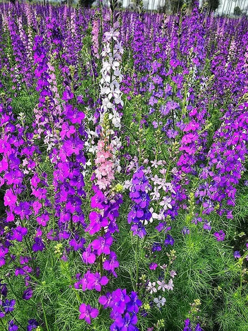 Rocket Larkspur Blumensamen Garten Blüten