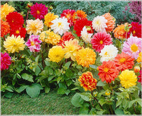Unwin Bedding Blume Mischung Samen leuchtend Blume Beds