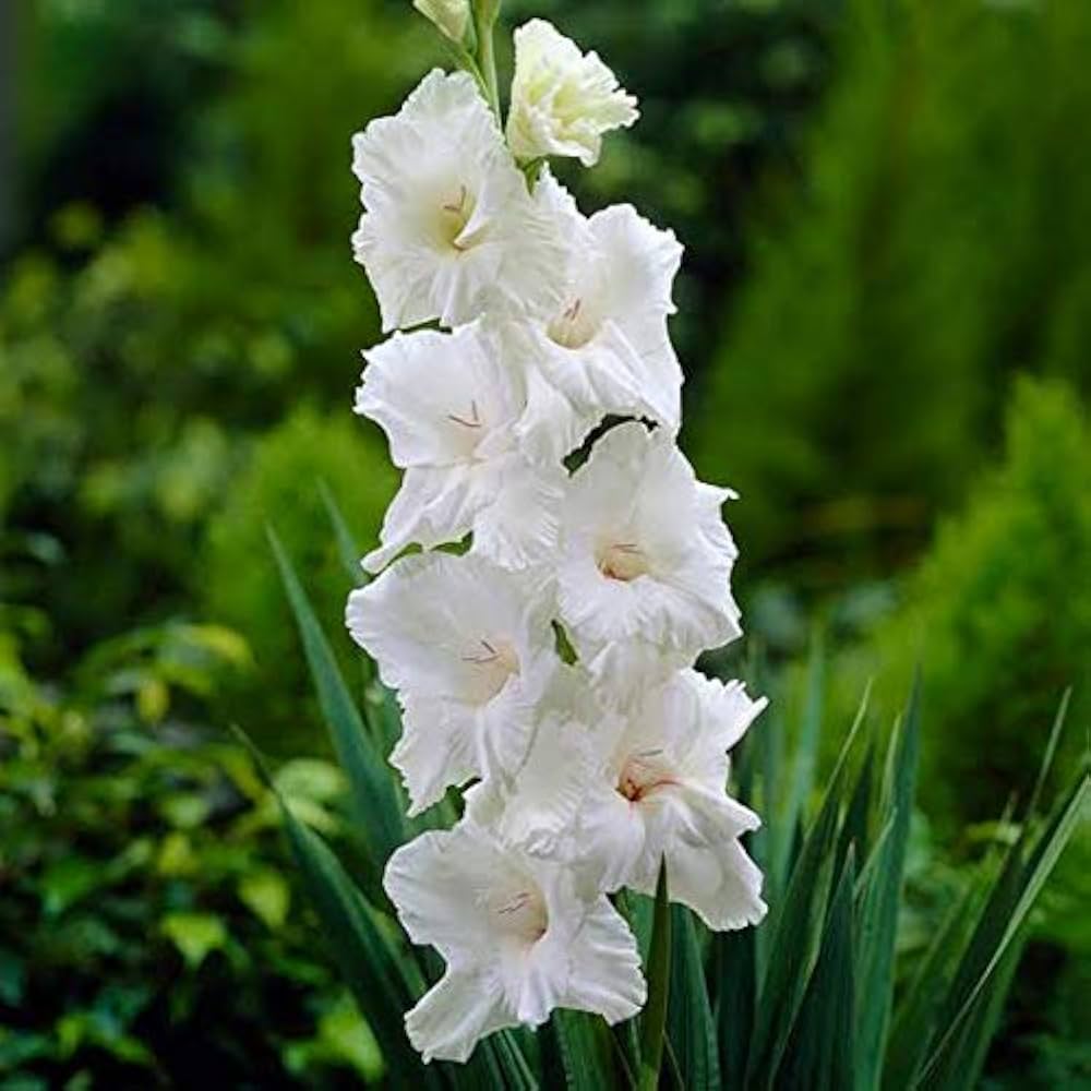Charming Gladiole Blumensamen: Pflanze Rot & Weiß a Dazzling Schau