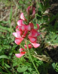 Rosa sainfoin blume samen for anpflanzung - seasonal bloomer, heirloom & gmo free samen for home garten
 
 sale for anpflanzung in home garten.