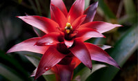 Rot (rot bromeliad) samen for anpflanzung in home garten