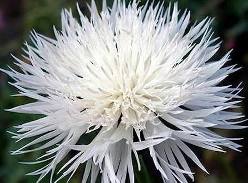 Bachelor button centaurea cyanus samen for anpflanzung in wildflower garten