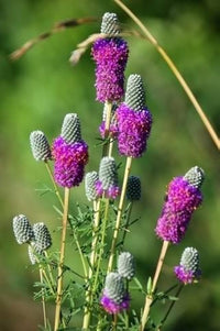 Lila Clover Samen zur Aussaat Trifolium Purpureum Wildblume meadow Bestäuber Garten
