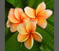 Orange Frangipani Blumensamen zur Aussaat Schnitt Blume beliebt Traditionssorte & ohne Gentechnik Samen Hausgarten