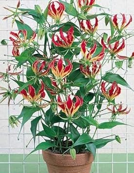 Rot gelb gloriosa rothschildiana blume samen for anpflanzung - fragrant blossoms, heirloom & gmo free samen for home garten
 
 sale for anpflanzung in home garten.