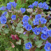 Blau Cali Blumensamen zur Aussaat – sonnenliebend – Traditionssorte & ohne Gentechnik Samen Hausgarten