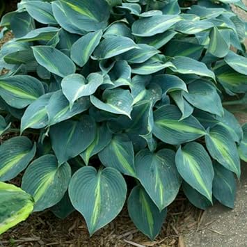 Sea grün hosta blume samen for anpflanzung - compact growth, heirloom & gmo free samen for home garten
 
 sale samen for anpflanzung in home garten