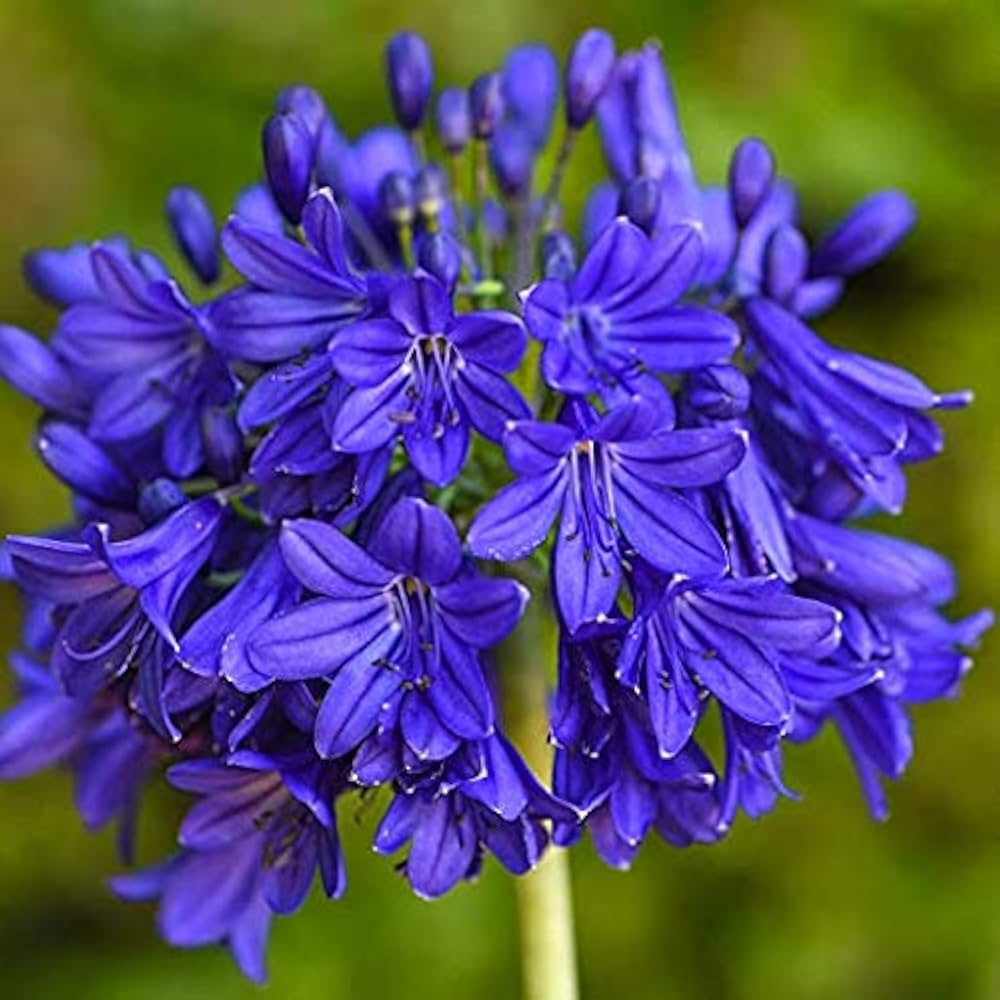 Blau nile agapanthus blume samen for anpflanzung - wildflower mix, heirloom & gmo free samen for home garten
 
 sale samen for home garten