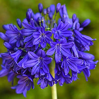 Blau nile agapanthus blume samen for anpflanzung - wildflower mix, heirloom & gmo free samen for home garten
 
 sale samen for home garten