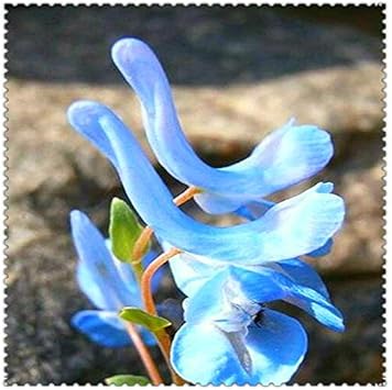 Blau Swan Blumensamen zur Aussaat – kompakt Wuchs – Traditionssorte & ohne Gentechnik Samen Hausgarten