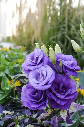 Lila Gentian Blumensamen duftend Blüten Traditionssorte & ohne Gentechnik Samen Hausgarten